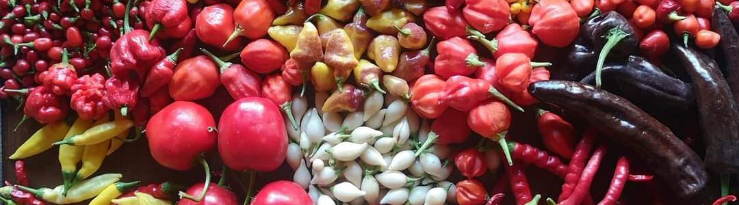 Chili Anbau – Erfahrungen Teil 1 – Was sind eigentlich Chilis?