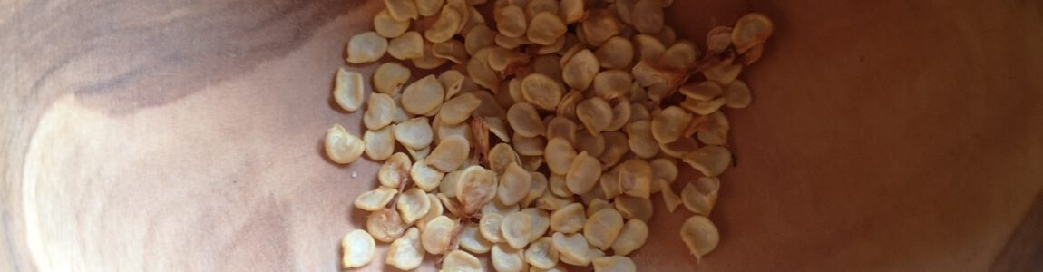 Chili Anbau – Erfahrungen Teil 2 – Samen und Keimung